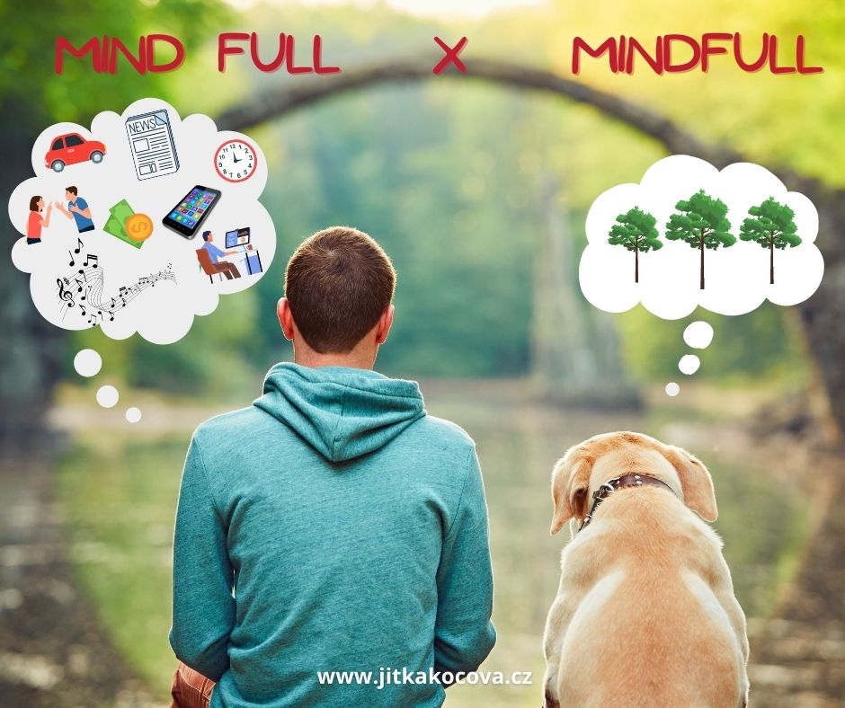 mindfulness, lesní mysl, příroda, relax, vědomý pobyt v lese